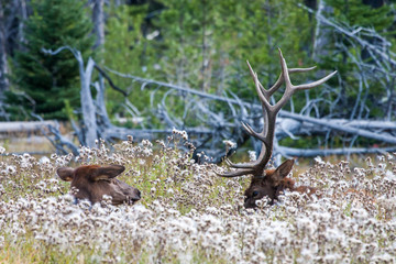 Elk in the wild