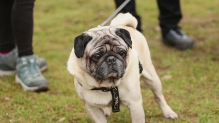 Anxious fawn pug smelling air and looking into distance during walk on leash 