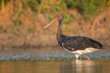 Black Stork