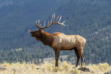 Elk in the wild