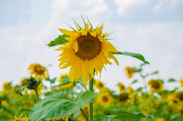 A field of sunflowers.