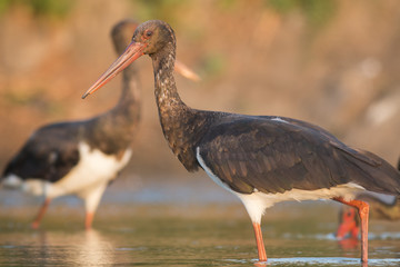 Black Stork