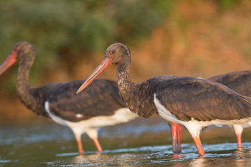 Black Stork