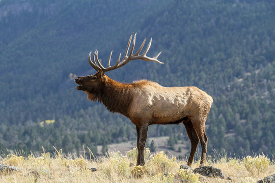 Elk in the wild