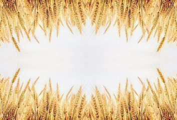 Golden wheat ears or rye close-up on the white background. use as background