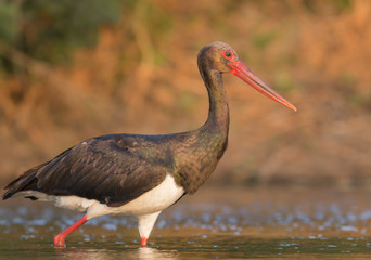 Black Stork