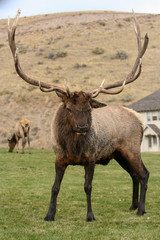 Naklejka na ściany i meble Elk in the wild