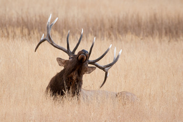 Elk in the wild