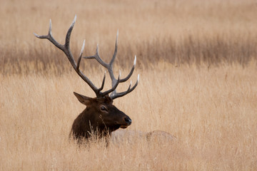 Elk in the wild