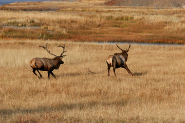 Elk in the wild