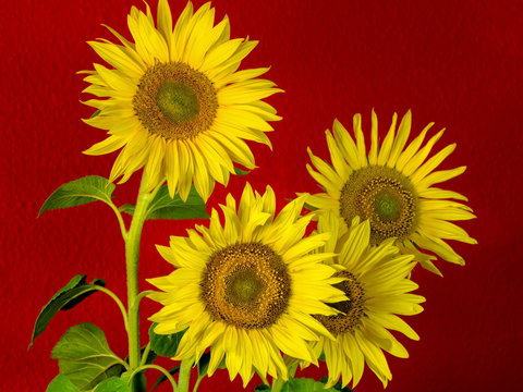 Vier Sonnenblumen