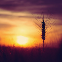 silhouette of wheat on a evening sky background. majestic sunset