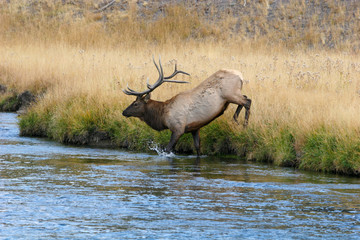 Elk in the wild