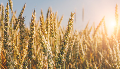 Wheat field. green ears of wheat or rye on blue sky background