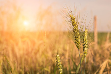 Wheat field. golden ears of wheat or rye on fantastic sky background. copy space