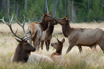 Elk in the wild