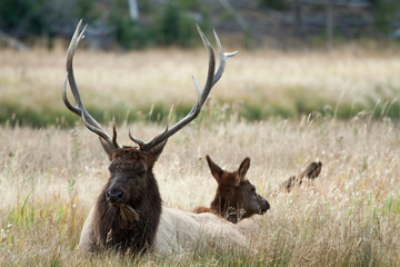 Elk in the wild