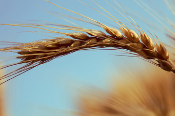 golden ears of wheat or rye on the sky background, close up.