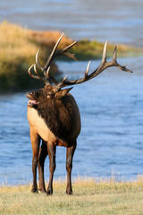 Elk in the wild