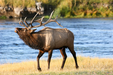 Elk in the wild