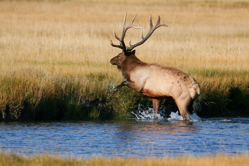 Elk in the wild