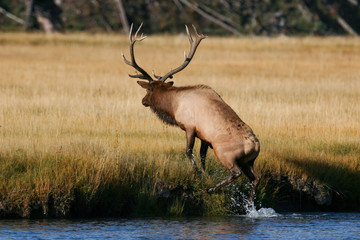 Elk in the wild