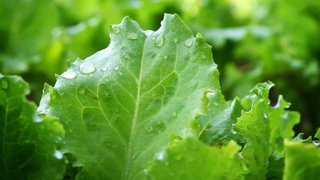 Fresh green lettuce