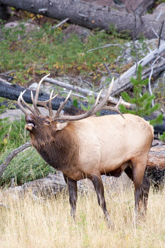 Elk in the wild