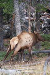 Elk in the wild