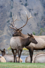 Obraz premium Elk in the wild