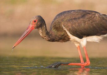 Black Stork