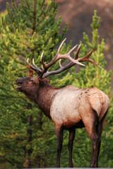 Elk in the wild