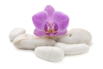 Fototapeta na wymiar zen basalt stones and orchid isolated on white