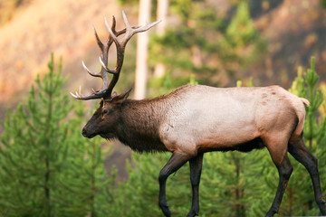 Elk in the wild
