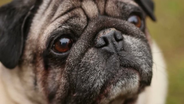 Closeup of wrinkly pug face, sick dog smelling air with dry nose, veterinary