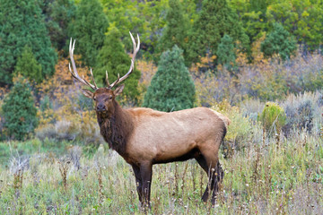 Elk in the wild
