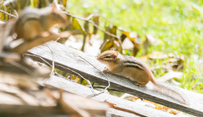 Curious chipmunk (tamias) sits up on top of wood pile in sunlight.  Small squirrel pauses to survey his summer surroundings.  Keeps an eye on another chipmunk nearby.