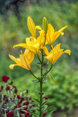 yellow lilly flowers in the garden, flora