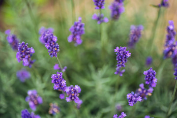 Lavender flower closeup, Purple flowers of lavender. aromatic herbal plantation.
