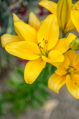 yellow lilly flowers in the garden, flora
