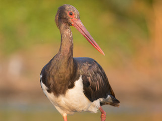 Black Stork