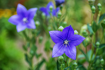 campanulla flower in nature, spring background with blooming flower