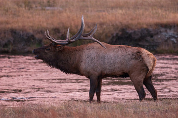 Elk in the wild