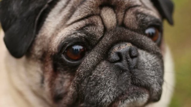 Close-up of dog's faithful eyes, wrinkly pug looking up, waiting for command