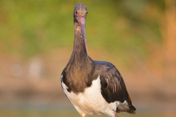 Black Stork