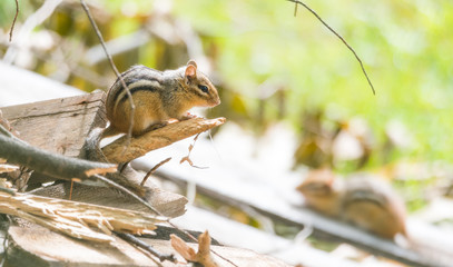 Curious chipmunk (tamias) sits up on top of wood pile in sunlight.  Small squirrel pauses to survey his summer surroundings.  Keeps an eye on another chipmunk nearby.