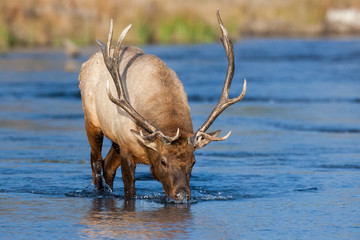 Elk in the wild