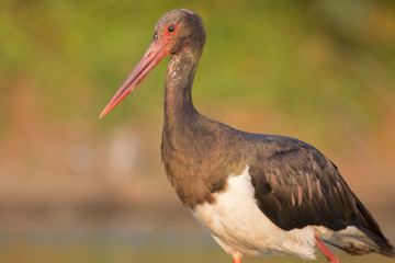 Black Stork