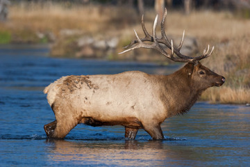 Elk in the wild