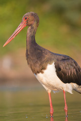 Black Stork